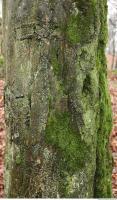 tree bark mossy 0020